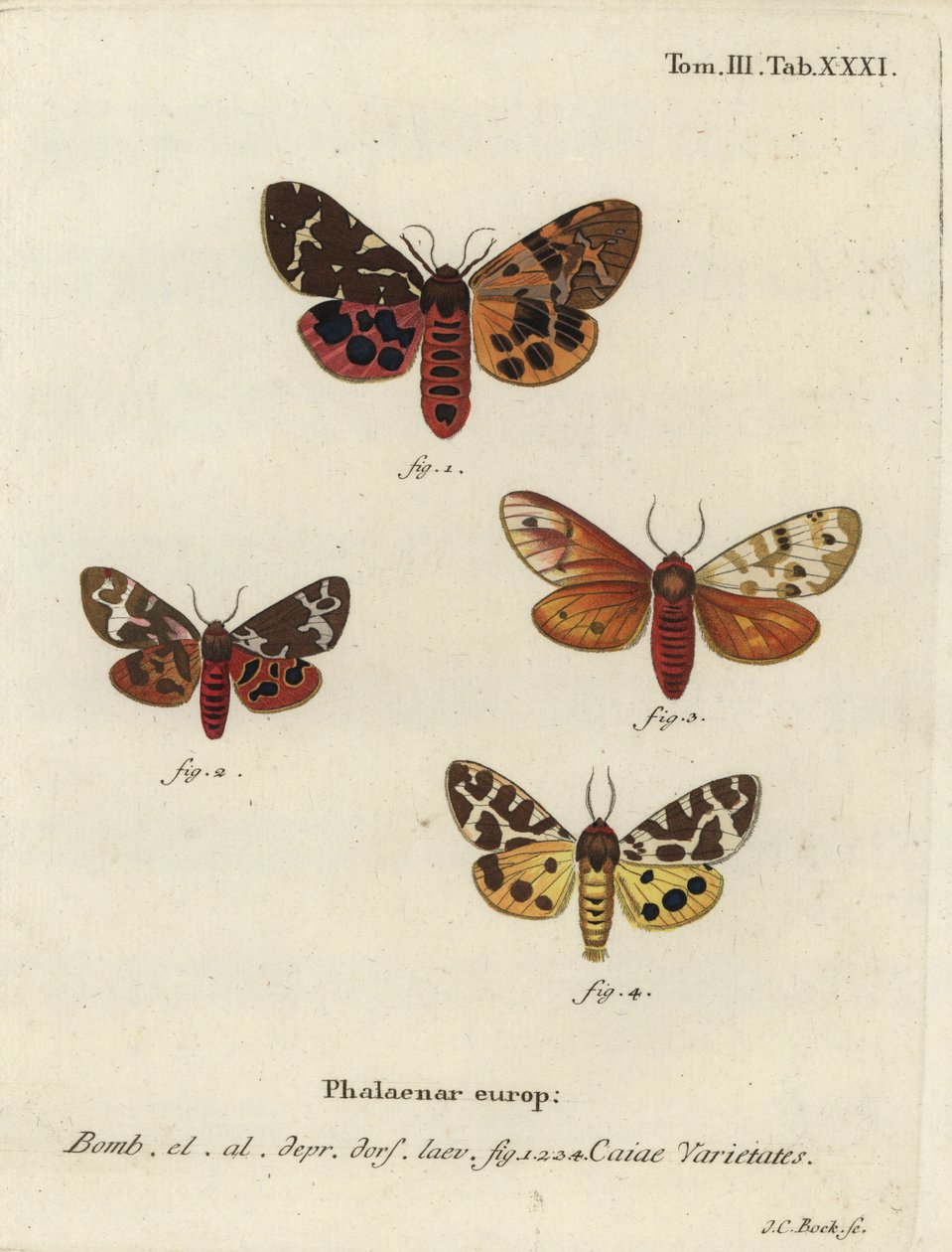 Świetne odmiany ćmy tygrysiej, Arctia caja. autorstwa Johann Carl Bock