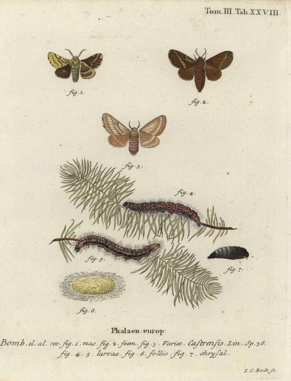 Ćma lokaj ziemna, Malacosoma castrense. autorstwa Johann Carl Bock