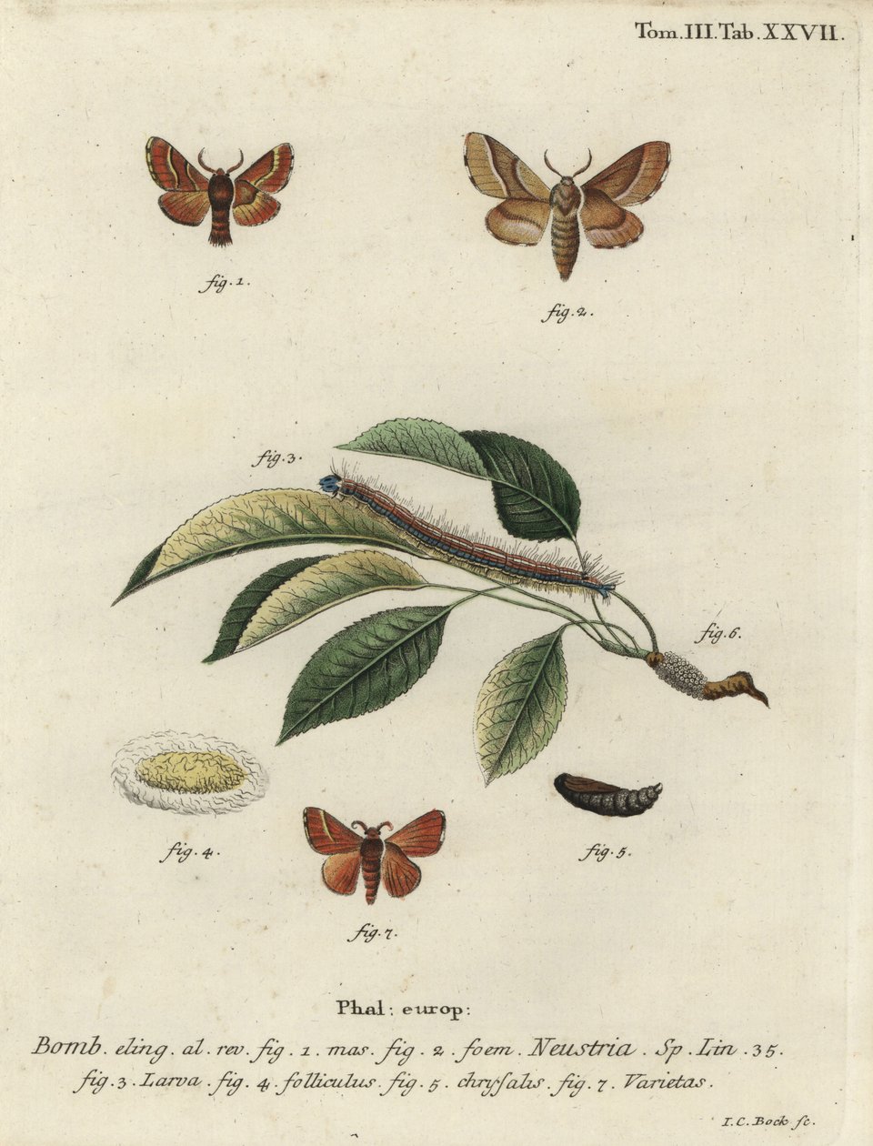 Ćma Lackey, Malacosoma neustria. autorstwa Johann Carl Bock