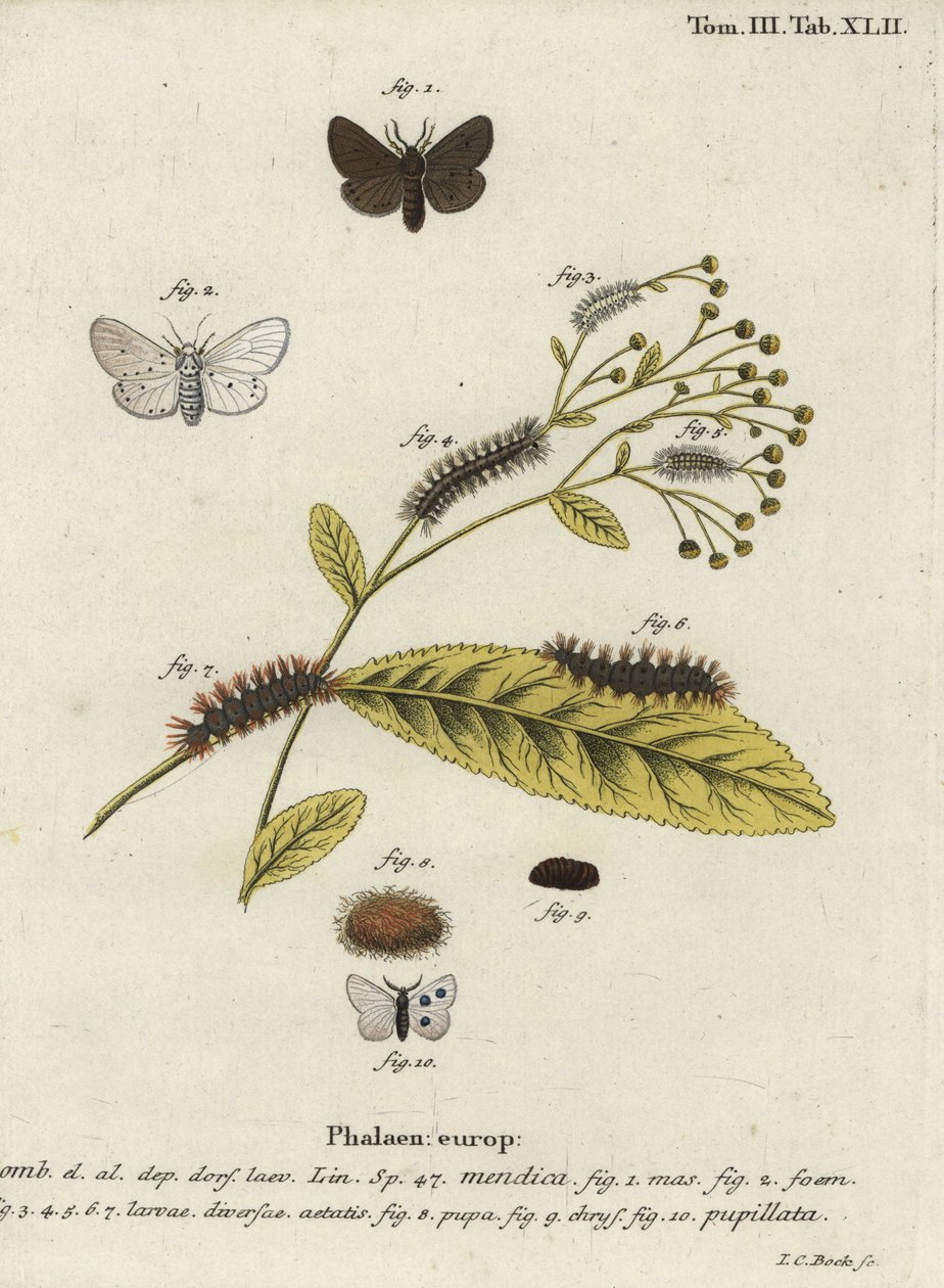 Ćma muślinowa, Diaphora mendica. autorstwa Johann Carl Bock