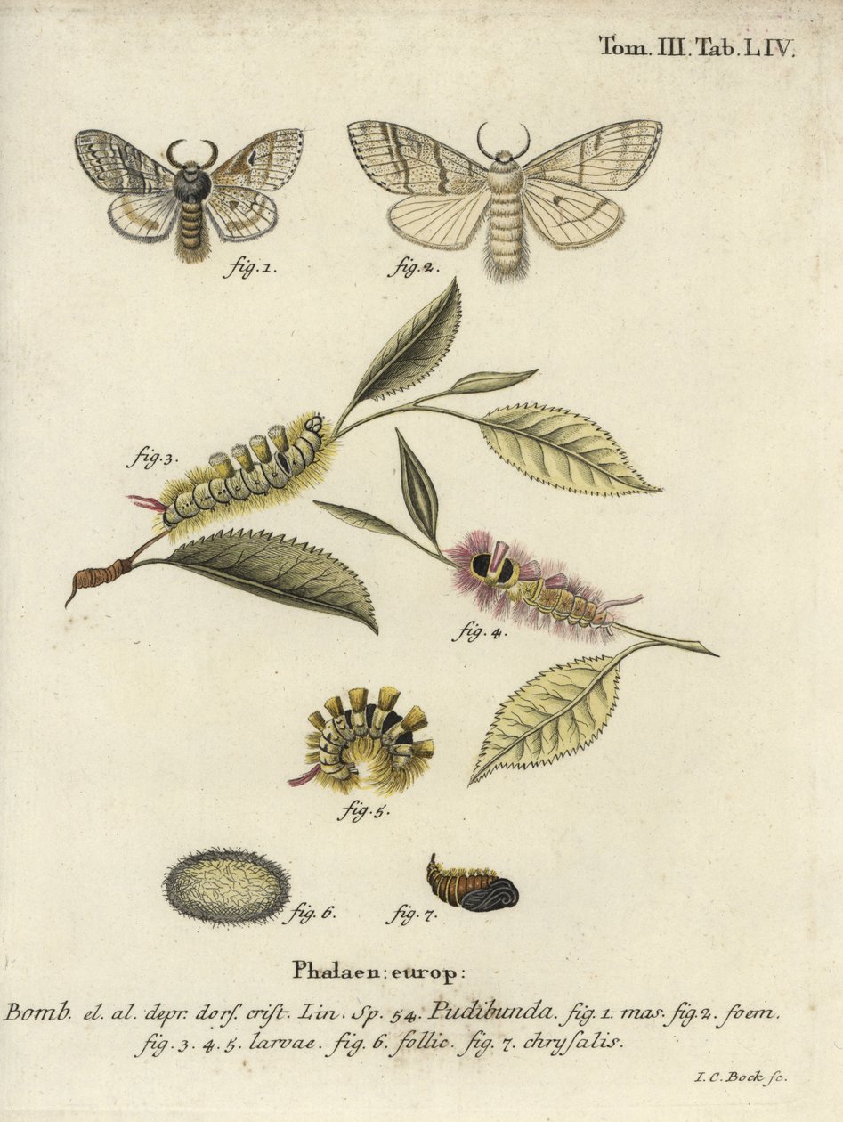Blady kęp, Calliteara pudibunda. autorstwa Johann Carl Bock