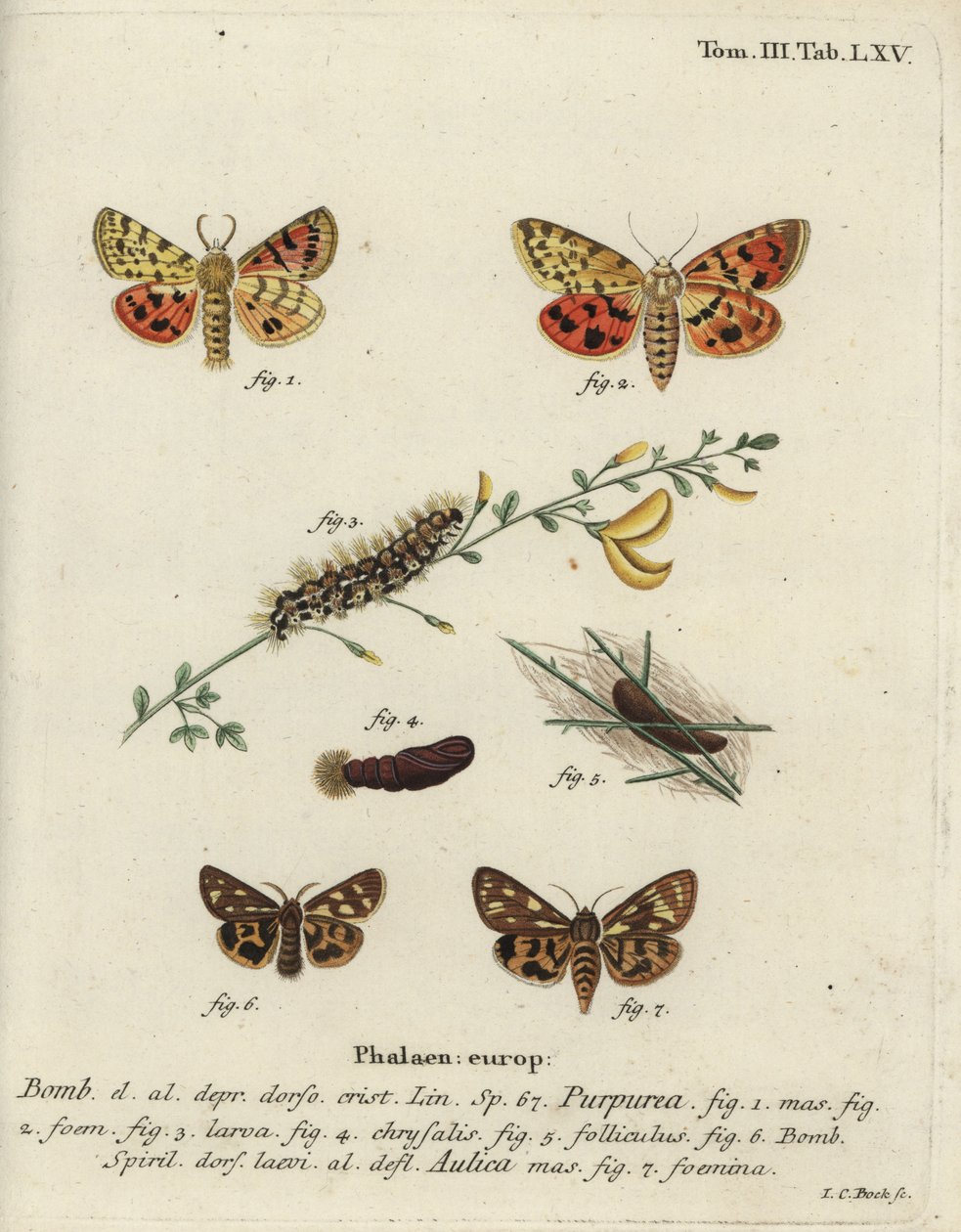 Fioletowy tygrys i brązowy tygrys ćma. autorstwa Johann Carl Bock