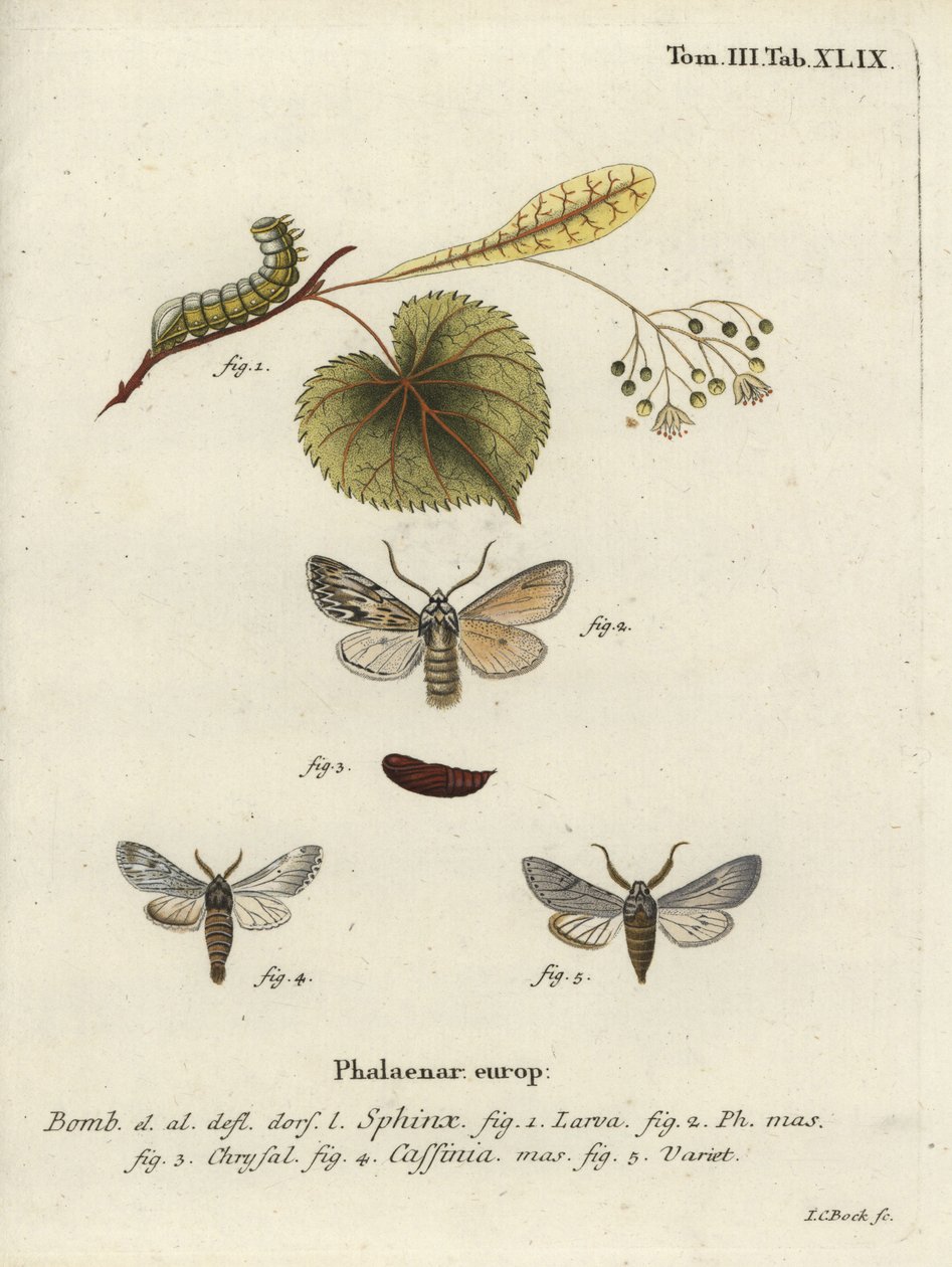 Ćma Sprawler, Asteroscopus sphinx. autorstwa Johann Carl Bock