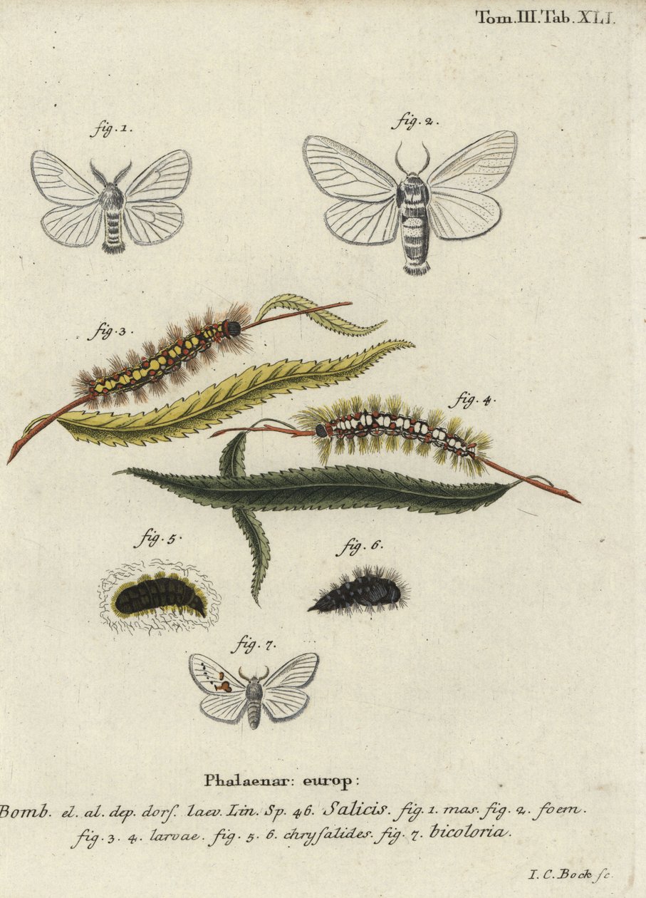 Biała satyna i białe wystające ćmy. autorstwa Johann Carl Bock
