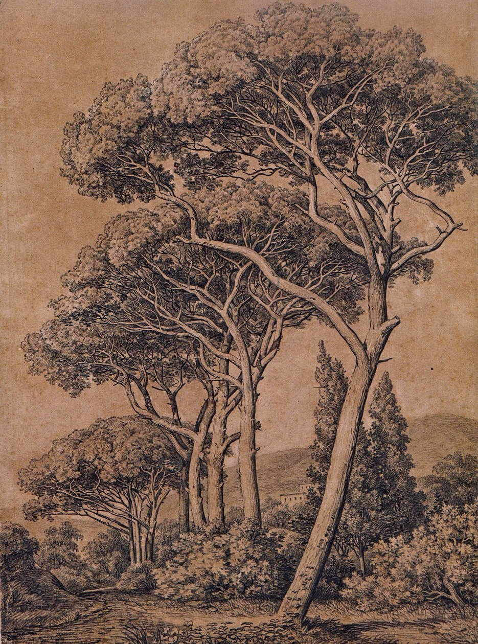 J C Reinhart Umbrella pines 1791 autorstwa Johann Christian Reinhart