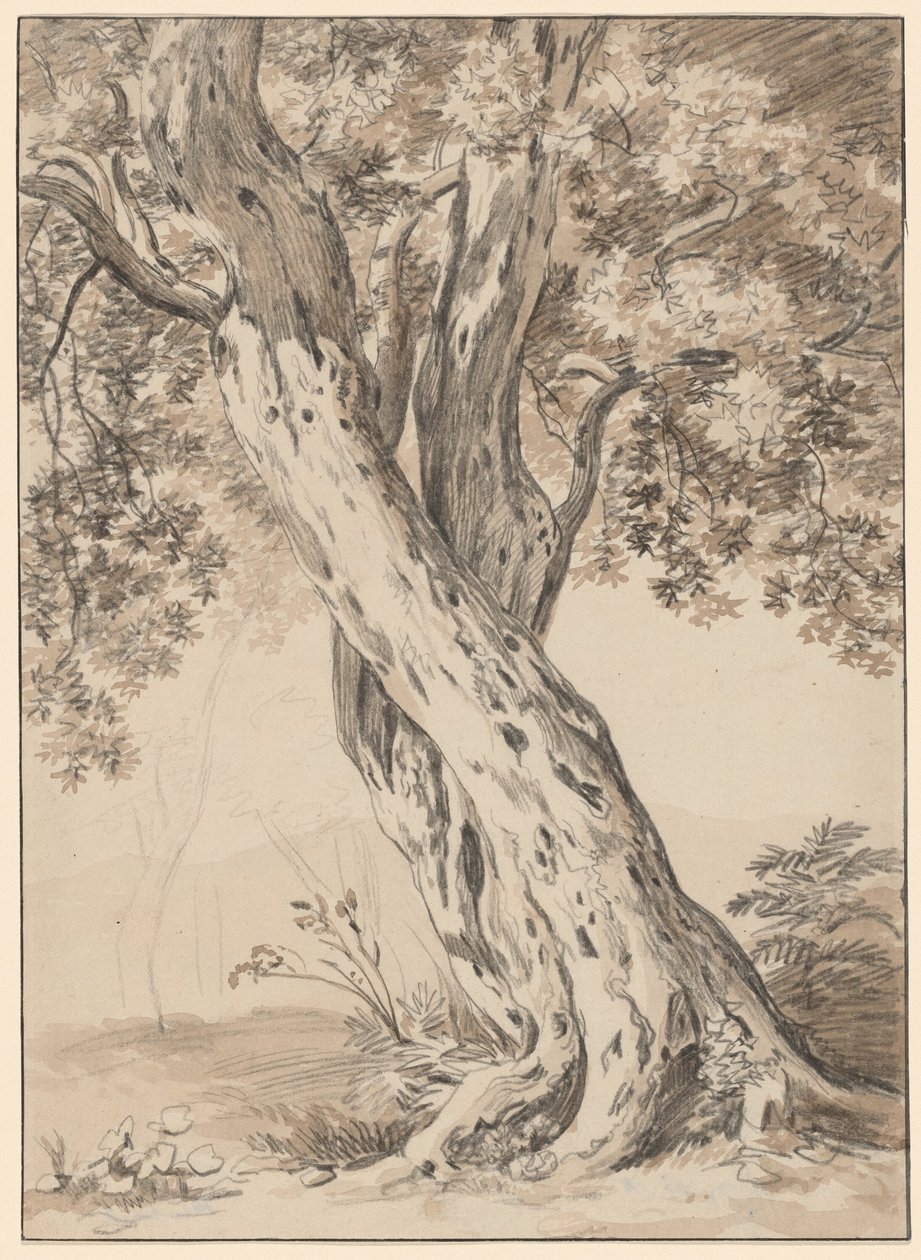 Dwa splecione dęby autorstwa Johann Christian Reinhart