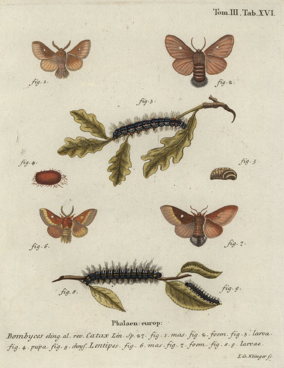 Eggar wschodni, kataks Eriogaster. autorstwa Johann Georg Klinger