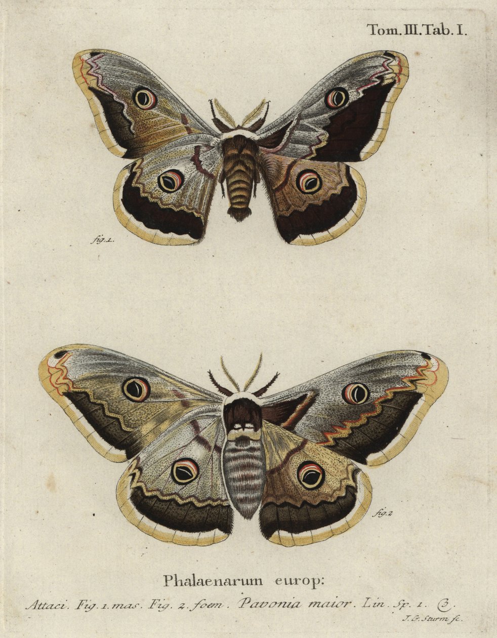 Ćma cesarska, pawonia Saturnia. autorstwa Johann Georg Klinger