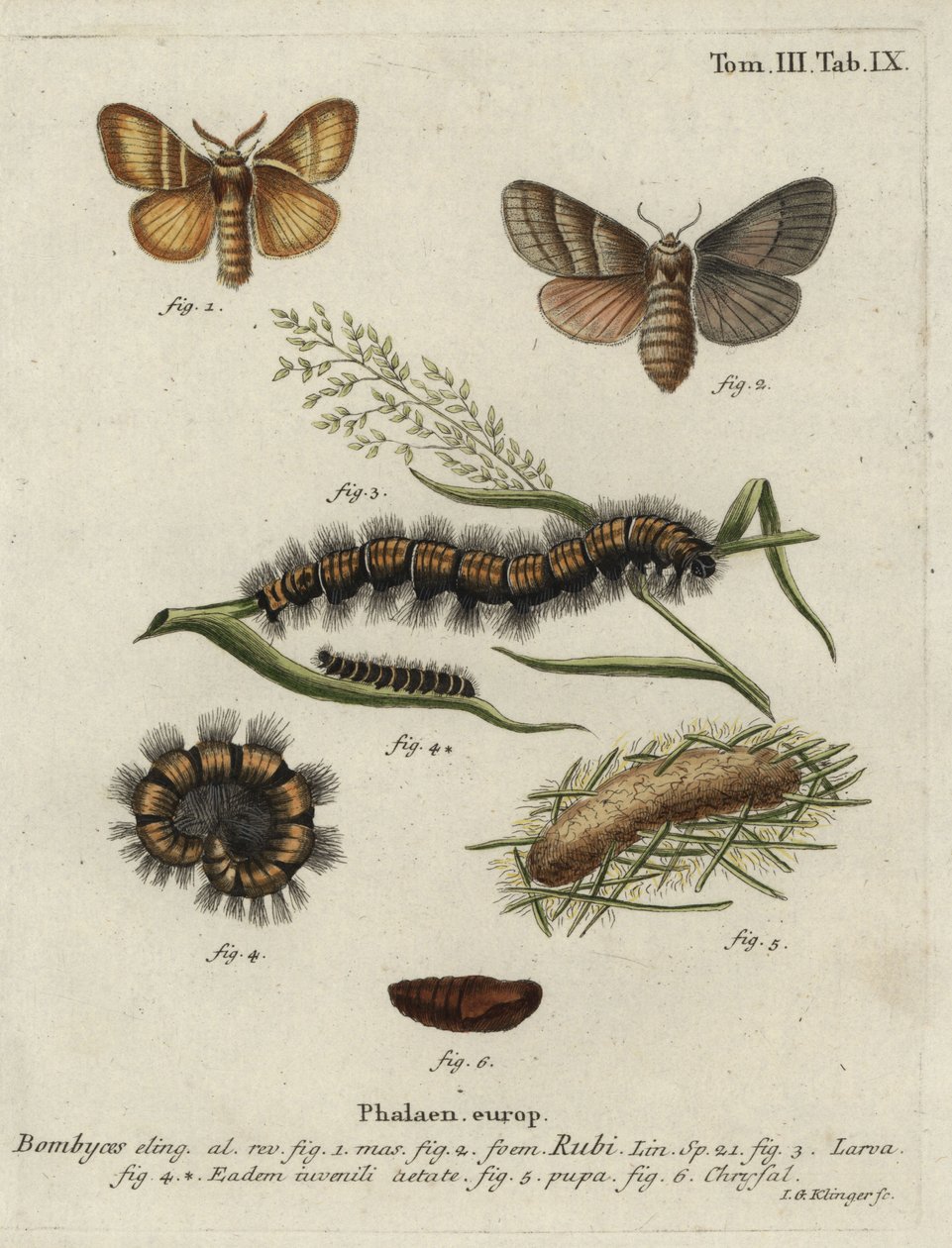 Lis ćma, Macrothylacia rubi. autorstwa Johann Georg Klinger