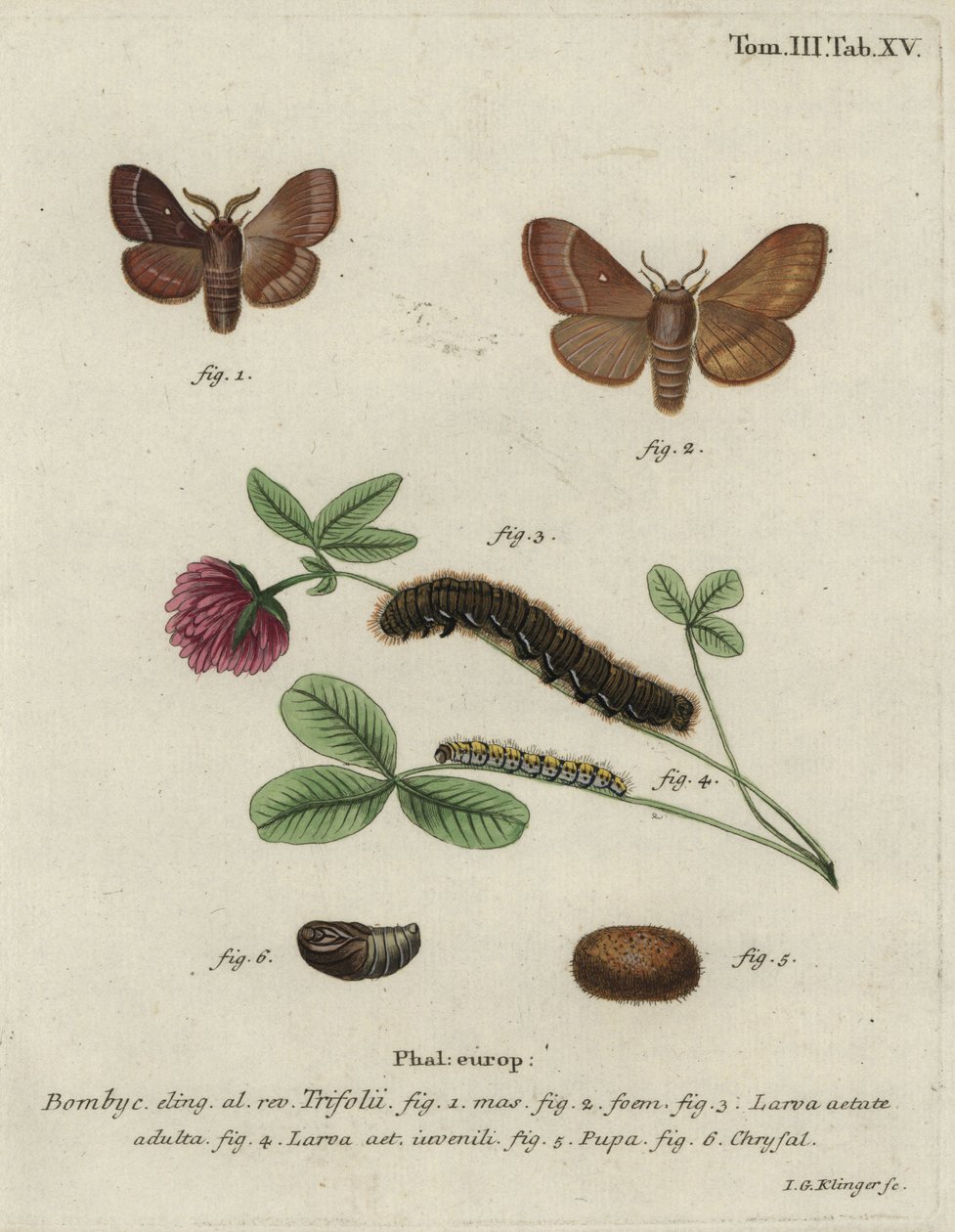 Jaja trawy, Lasiocampa trifolii. autorstwa Johann Georg Klinger