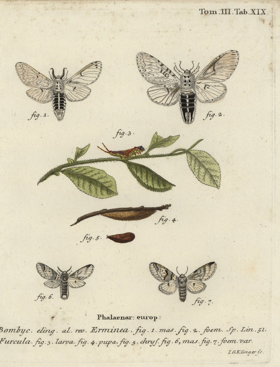 Mniejsza ćma, Cerura erminea. autorstwa Johann Georg Klinger
