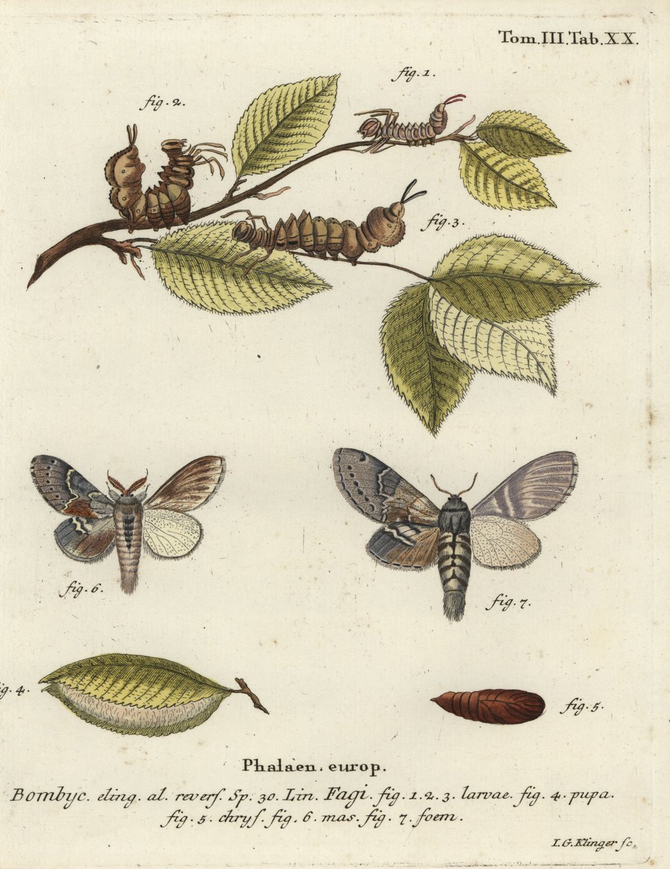 Ćma homarowa, Stauropus fagi. autorstwa Johann Georg Klinger