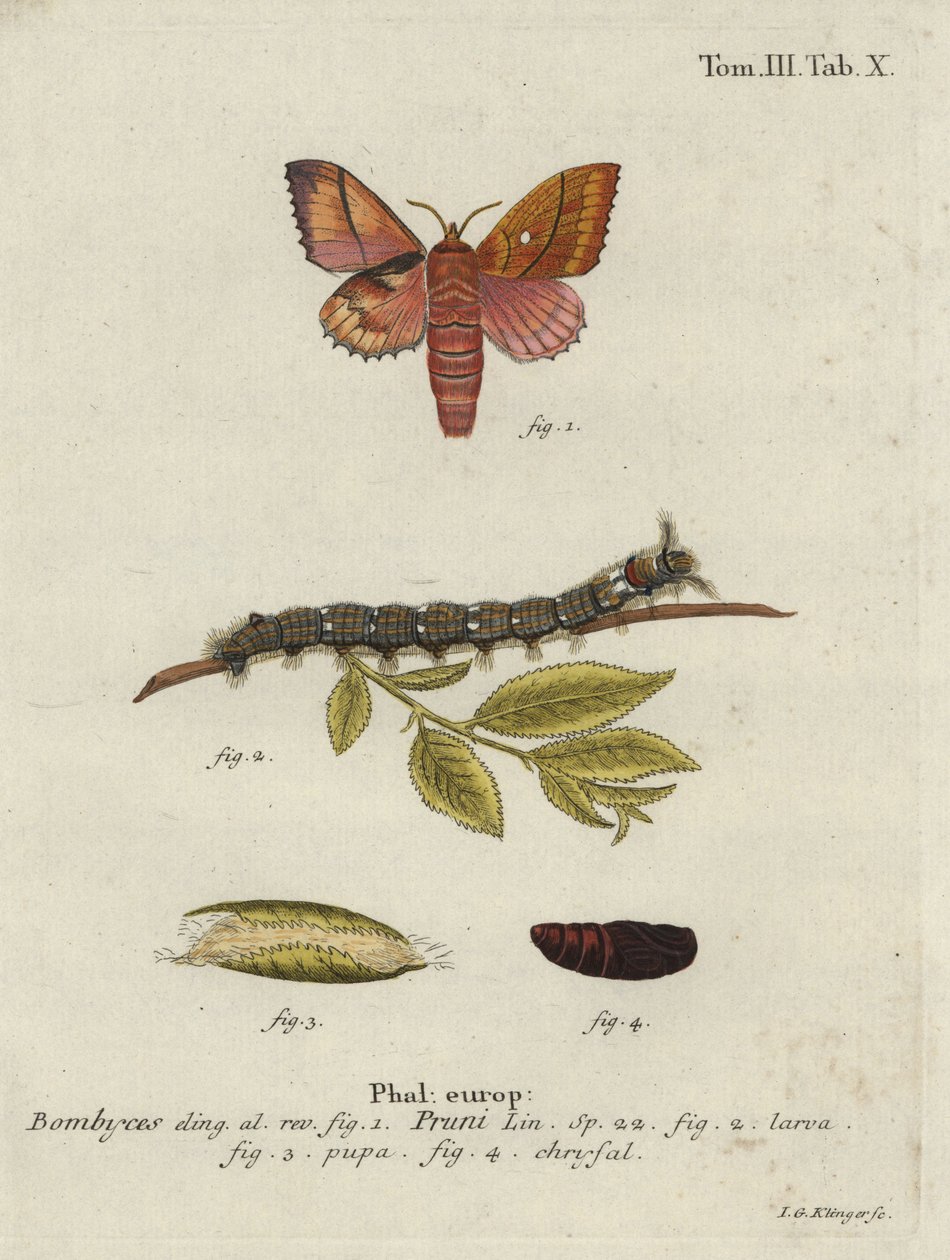 Odonestis ćma śliwkowa. autorstwa Johann Georg Klinger