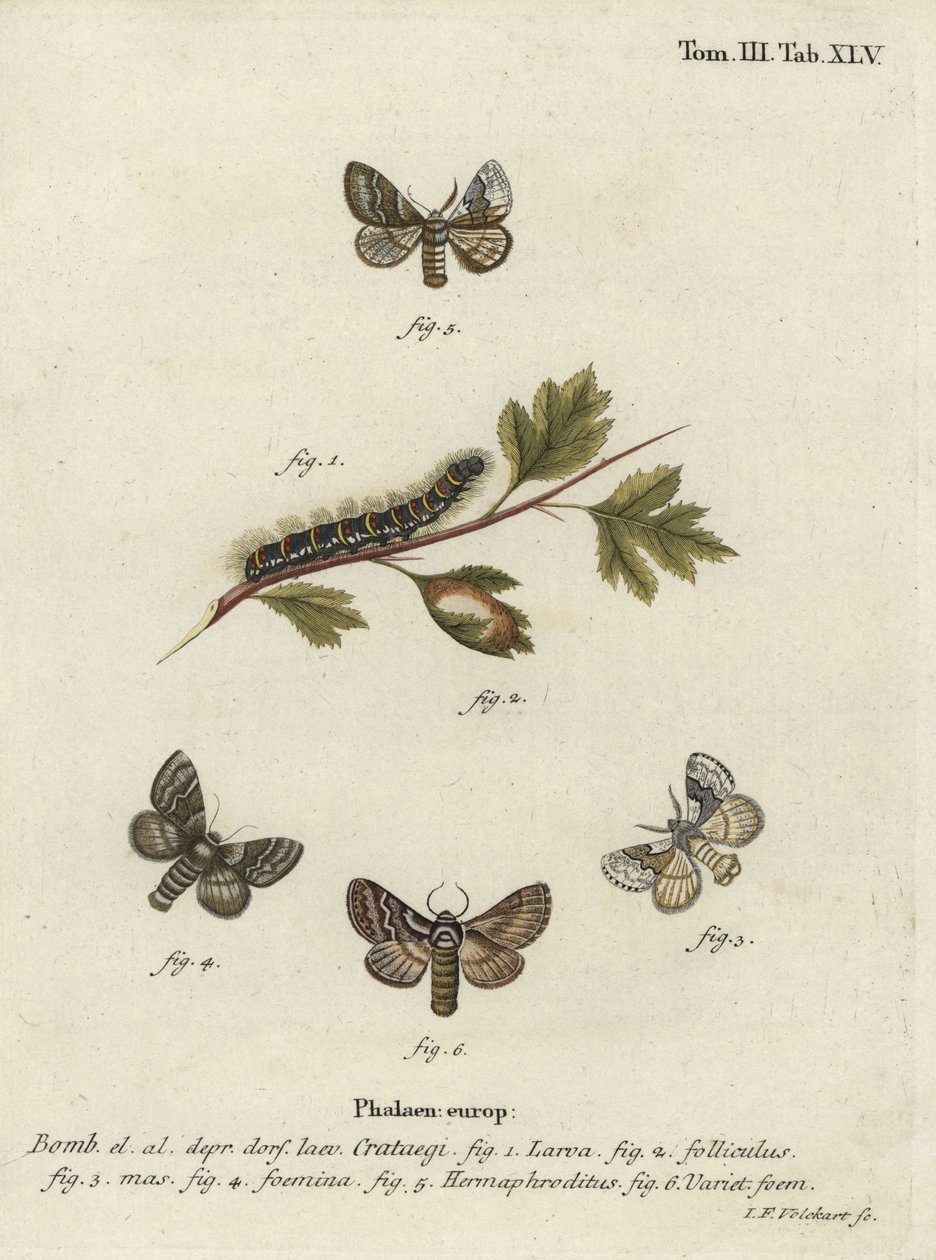Blady Dąb Egger, Trichiura categii. autorstwa Johann Georg Klinger