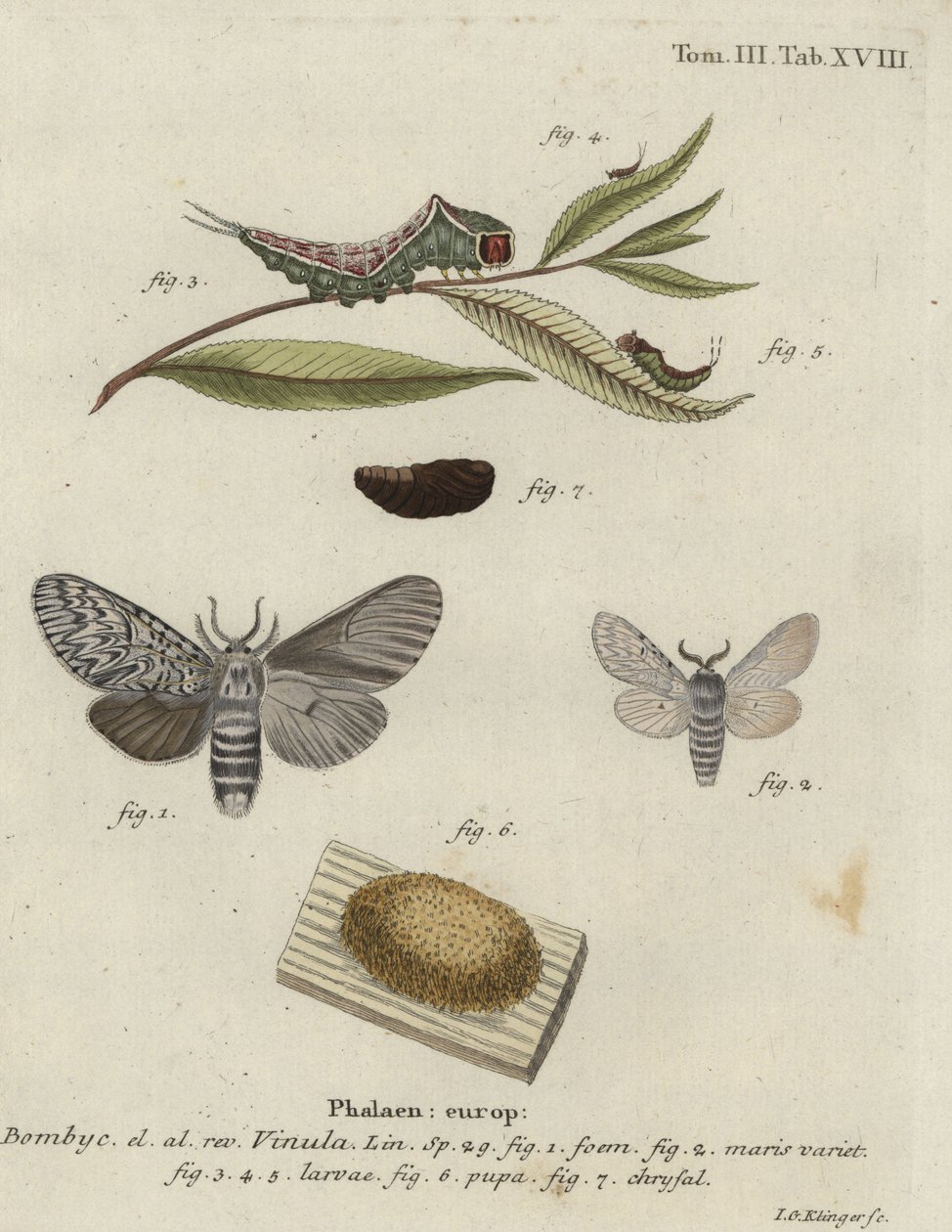 Ćma Kot, Cerura vinula. autorstwa Johann Georg Klinger