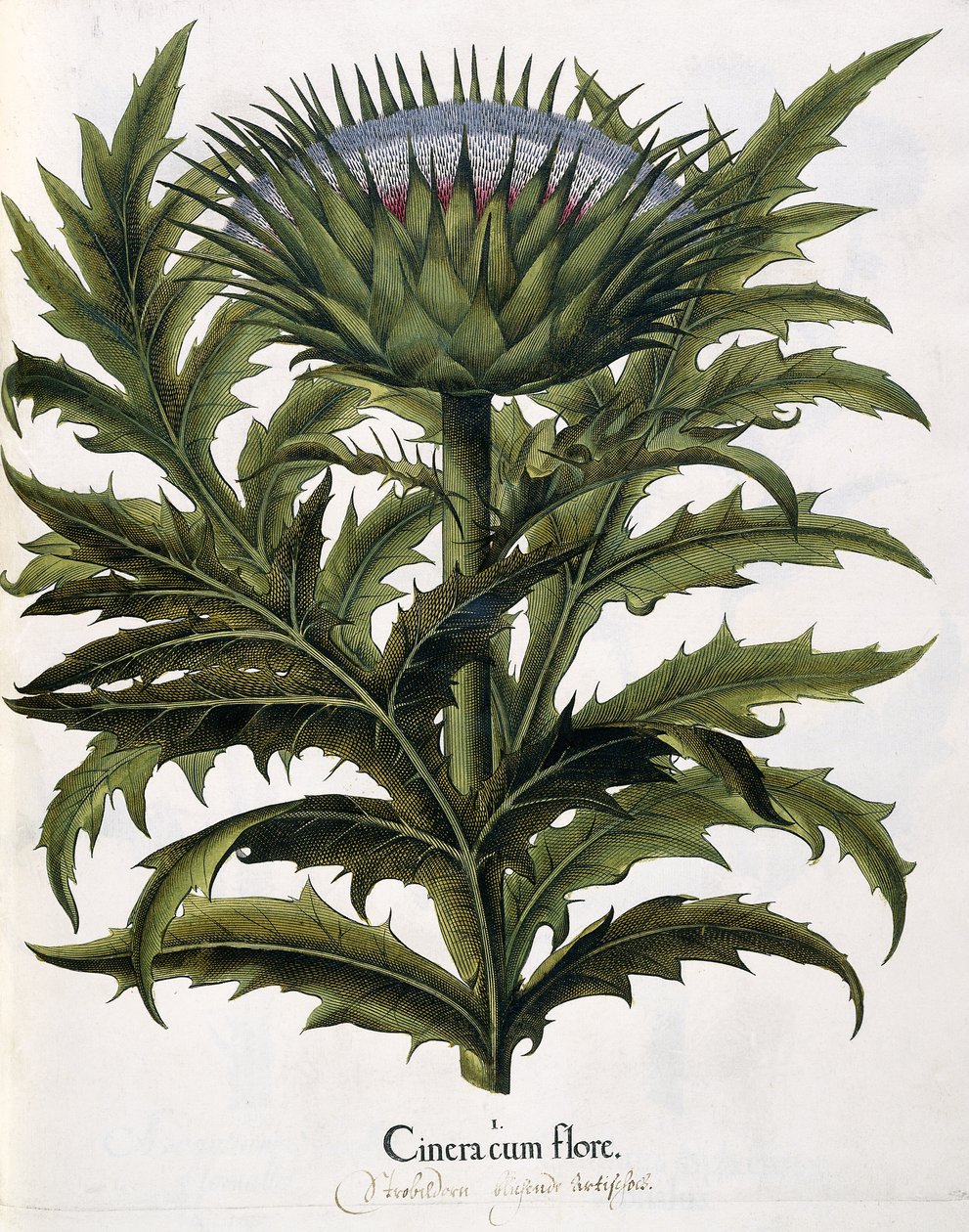 Cinera Cum Flore, 1613 autorstwa Johann Georg Ziesenis