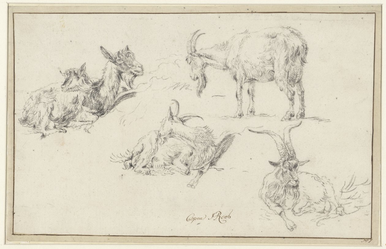 Badania kozy autorstwa Johann Heinrich Roos (possibly)