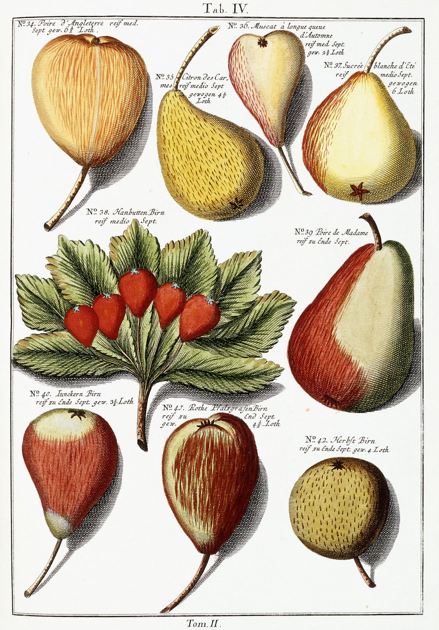 Różne gatunki gruszek, 1760-1766 autorstwa Johann Hermann Knoop
