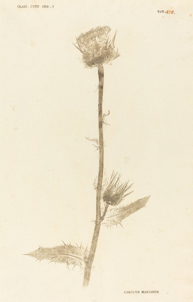 Marianus Cardus autorstwa Johann Hieronymus Kniphof