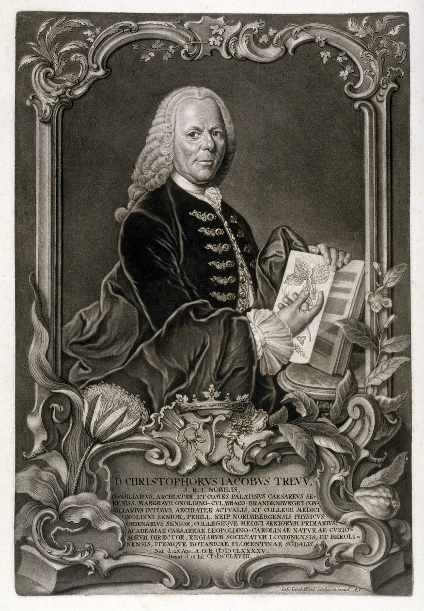 C. J. Trew, botanik, wyd. ok. 1768 r. autorstwa Johann Jakob Haid
