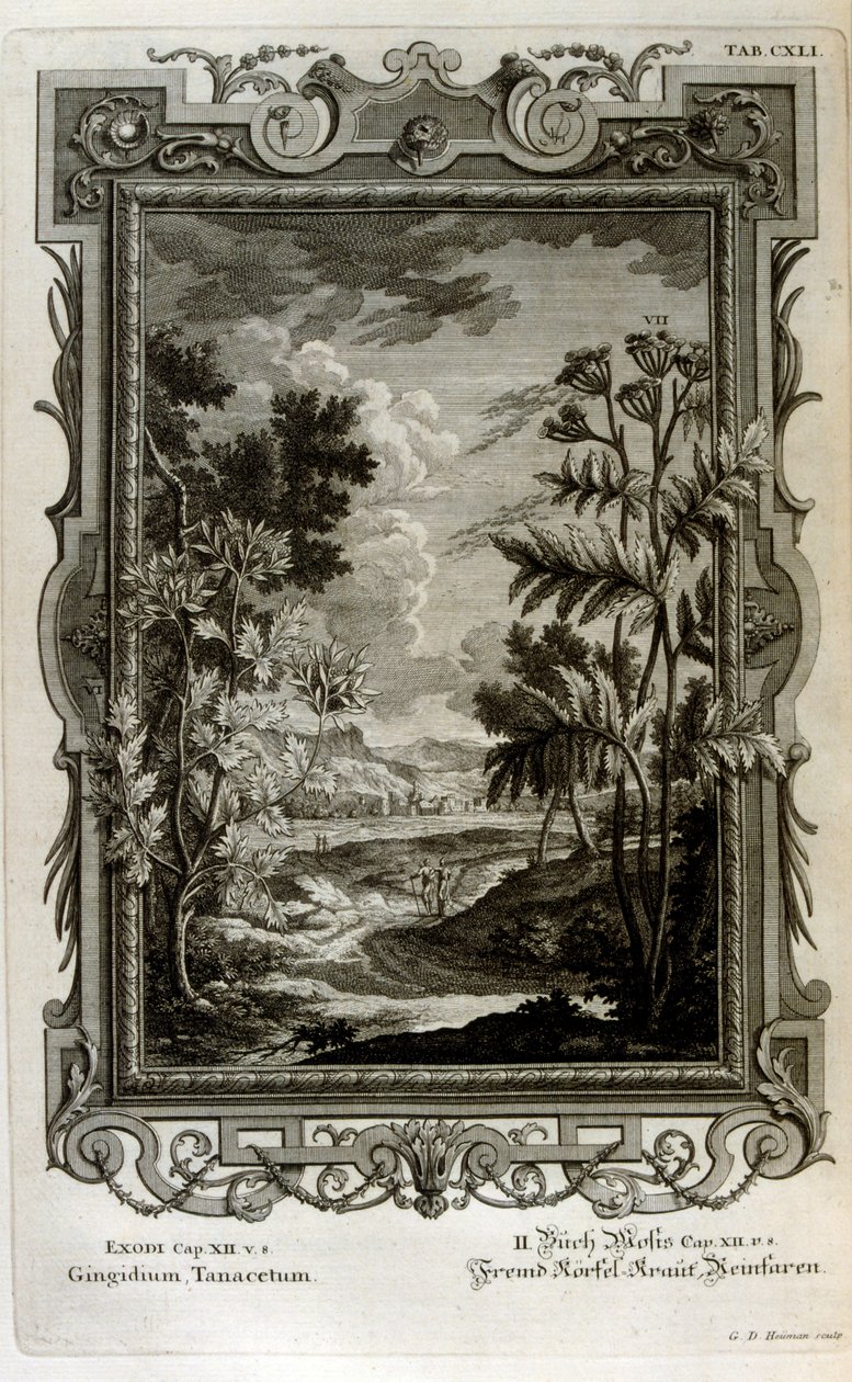 Ilustracja autorstwa Johann Jakob Scheuchzer
