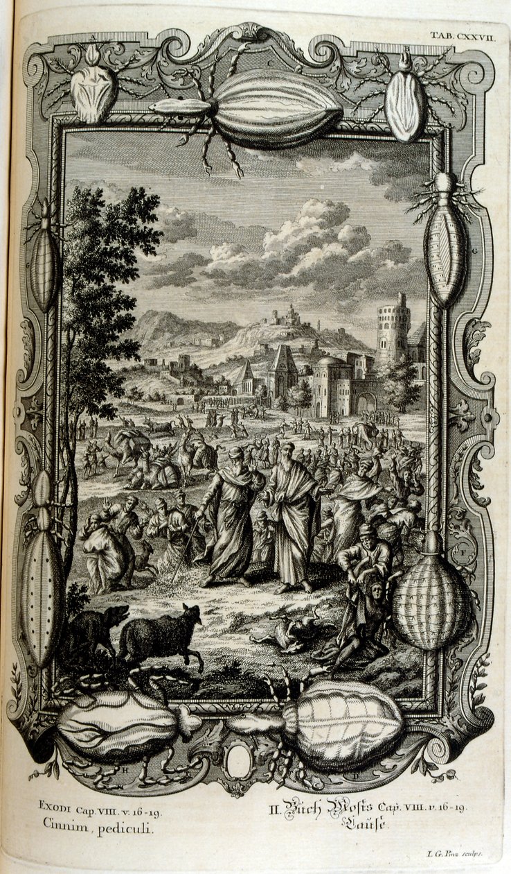 Plaga wszy i muszek autorstwa Johann Jakob Scheuchzer