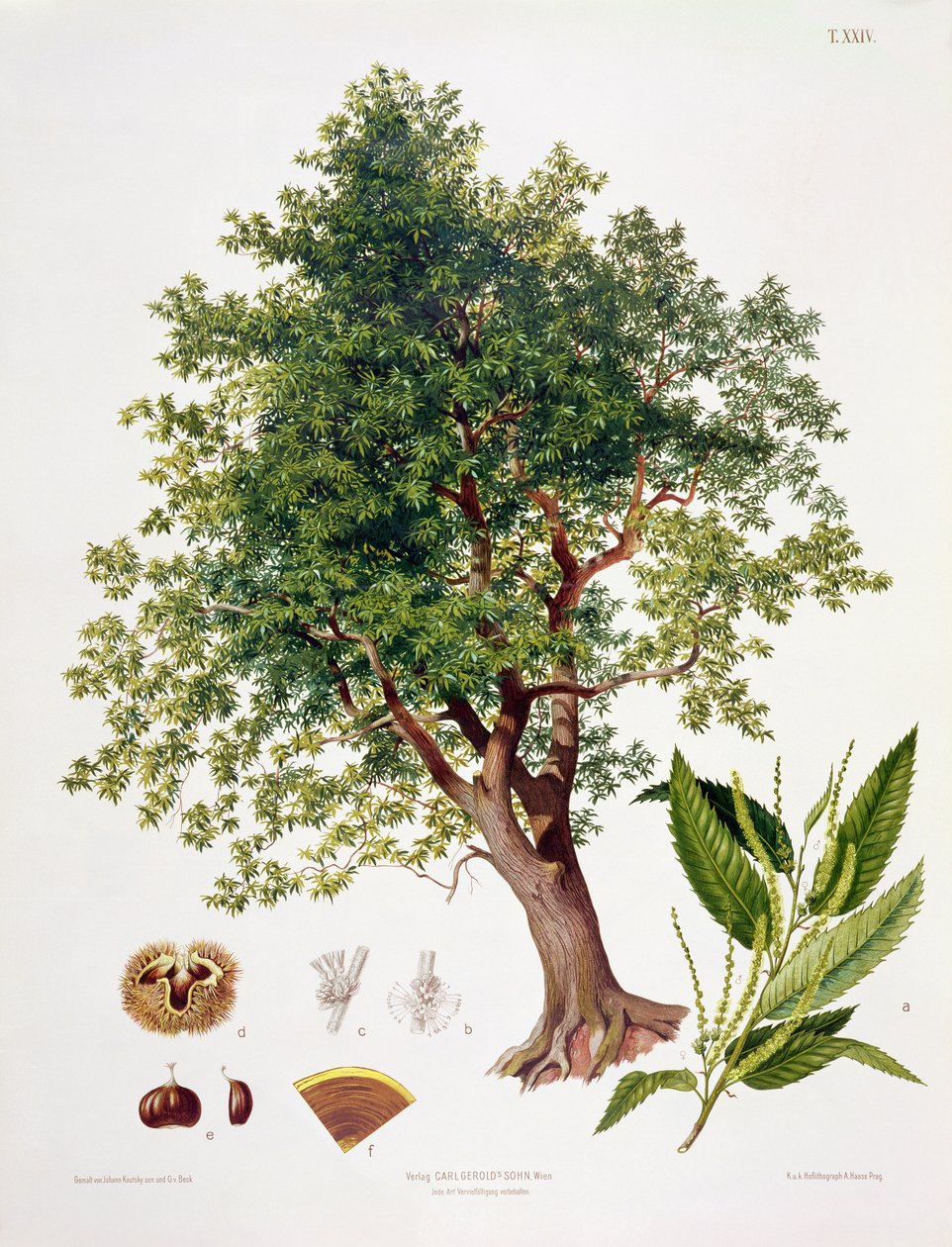 Sweet Chestnut, wyryte przez A. Haase autorstwa Johann Kautsky