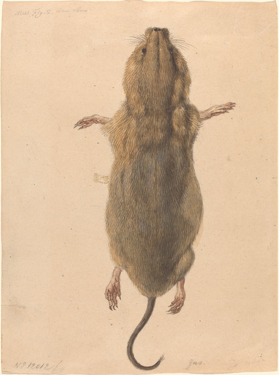 Mysz polna z góry autorstwa Johann Rudolph Schellenberg