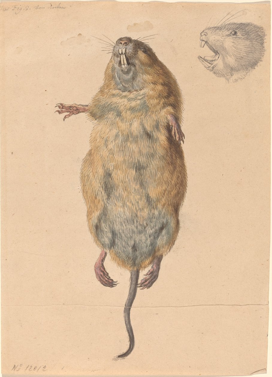 Mysz polna, od dołu autorstwa Johann Rudolph Schellenberg