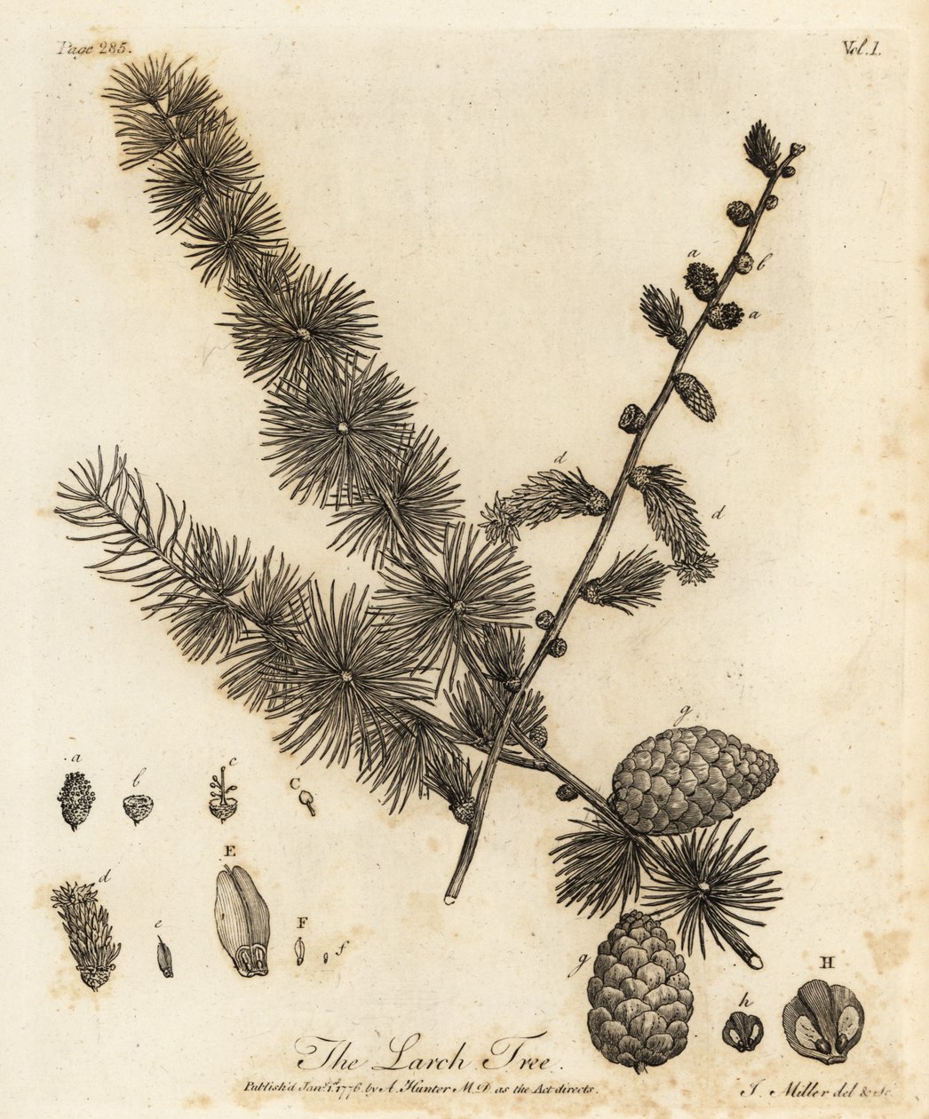 Modrzew europejski, Larix decidua. autorstwa Johann Sebastien Muller