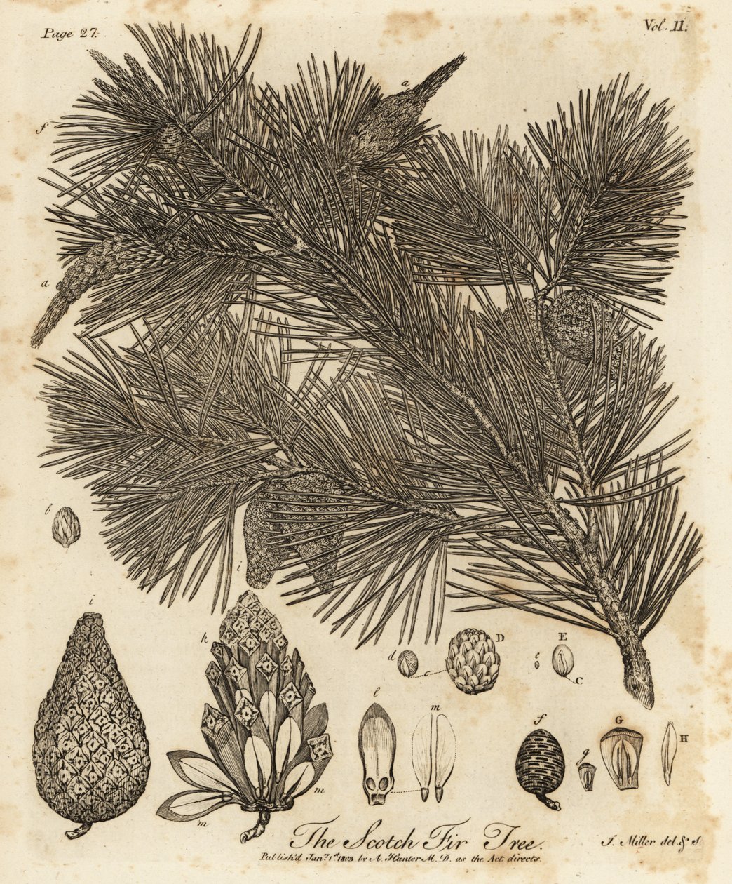 Sosna zwyczajna, Pinus sylvestris. autorstwa Johann Sebastien Muller