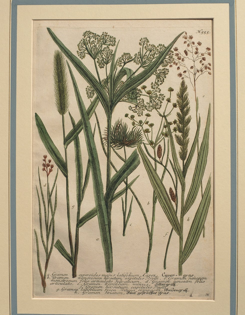 Trawa bermudzka (Cynodon dactylon), kolorowy grawer autorstwa Johann Wilhelm Weinmann