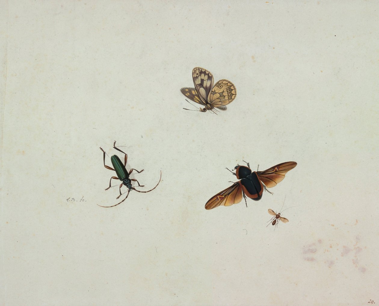 Cztery owady autorstwa Johannes Bronkhorst