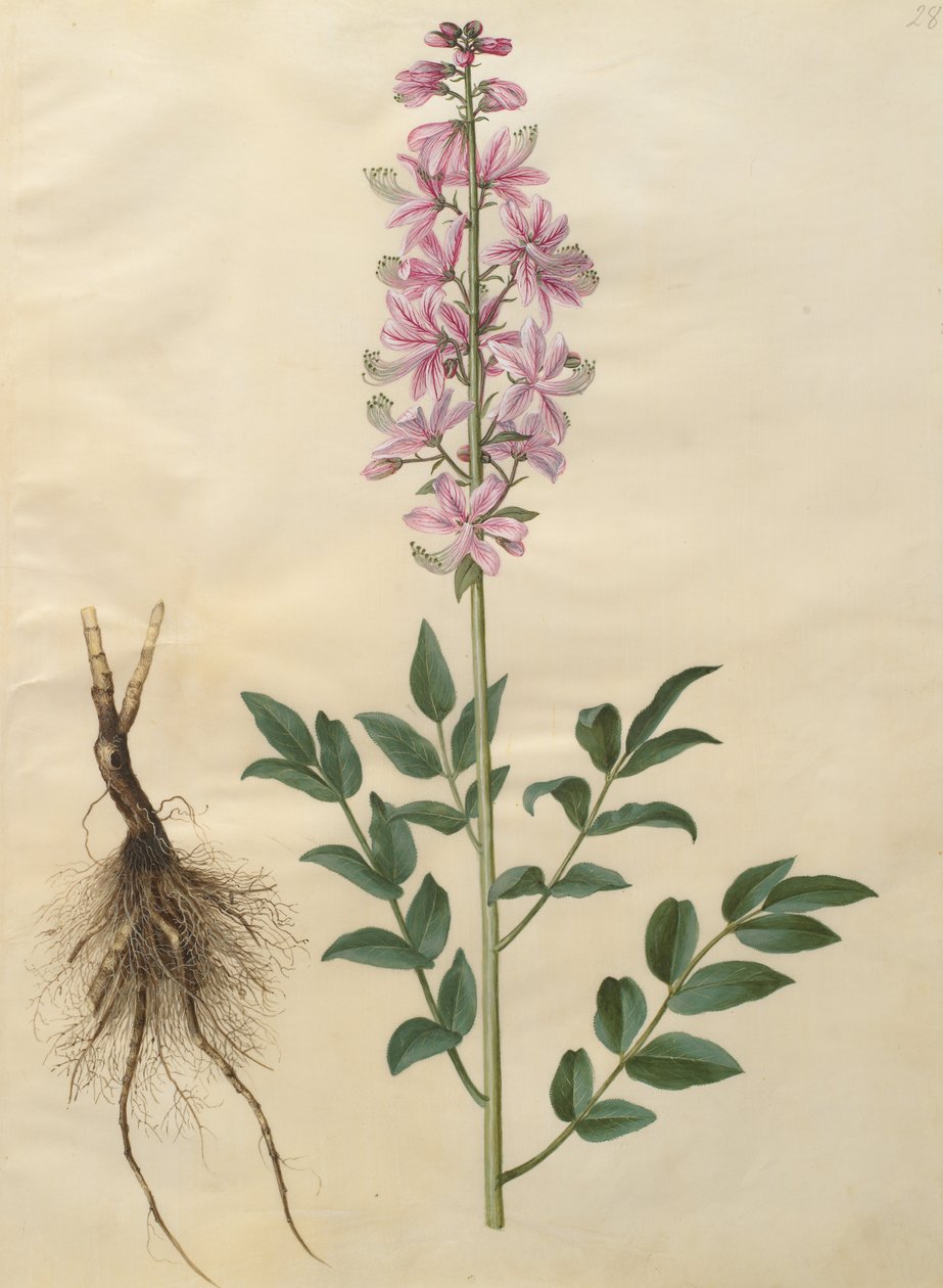 Dictamnus albus autorstwa Johannes Simon Holtzbecher