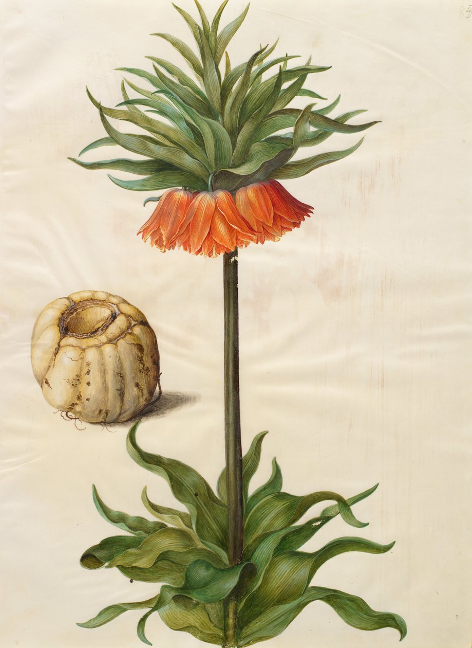 Fritillaria imperialis autorstwa Johannes Simon Holtzbecher