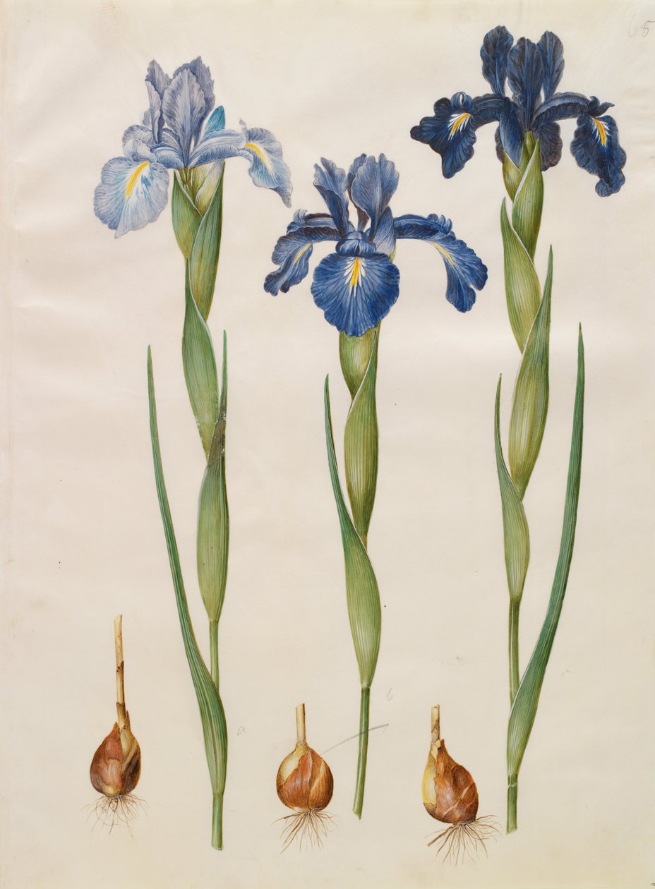 Irys xiphioides autorstwa Johannes Simon Holtzbecher