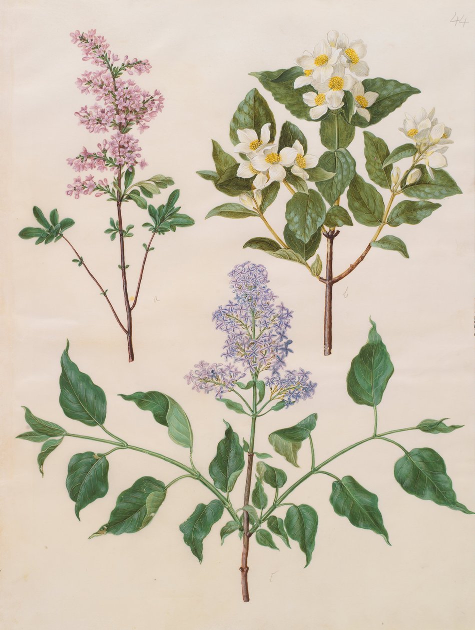 Syringa x persica; Philadelphus coronarius; Syringa vulgaris autorstwa Johannes Simon Holtzbecher
