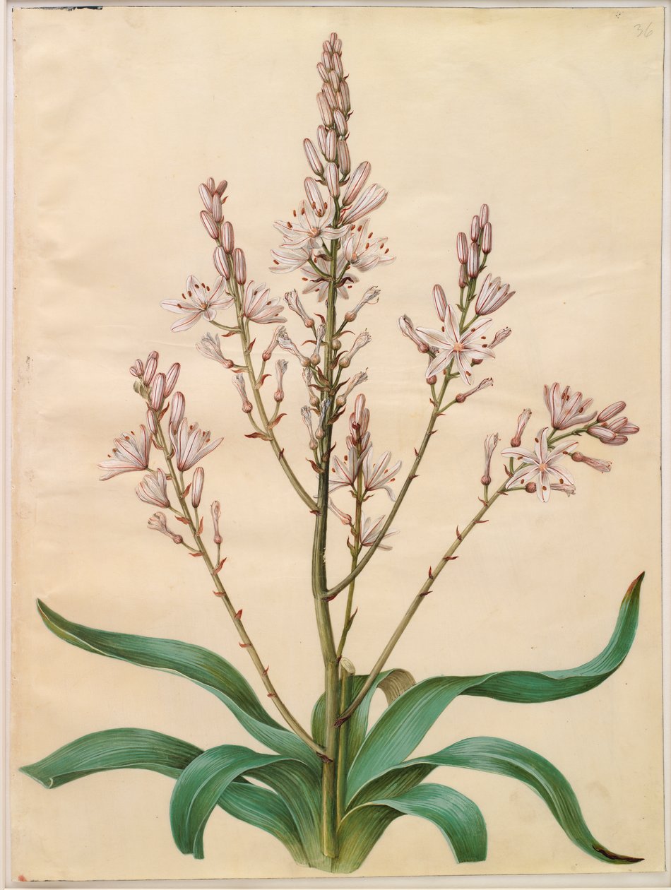 Asphodelus ramosus autorstwa Johannes Simon Holtzbecker