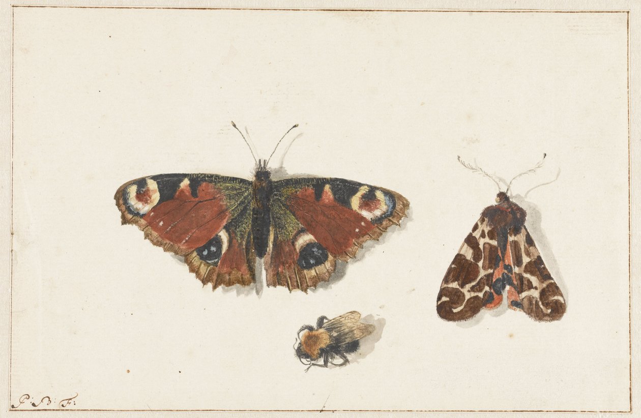 Motyl, ćma i trzmiel autorstwa Johannes Bronkhorst
