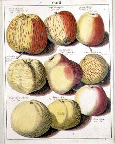 Jabłka Seligmana autorstwa Johannes Hendrik (after) Knoop
