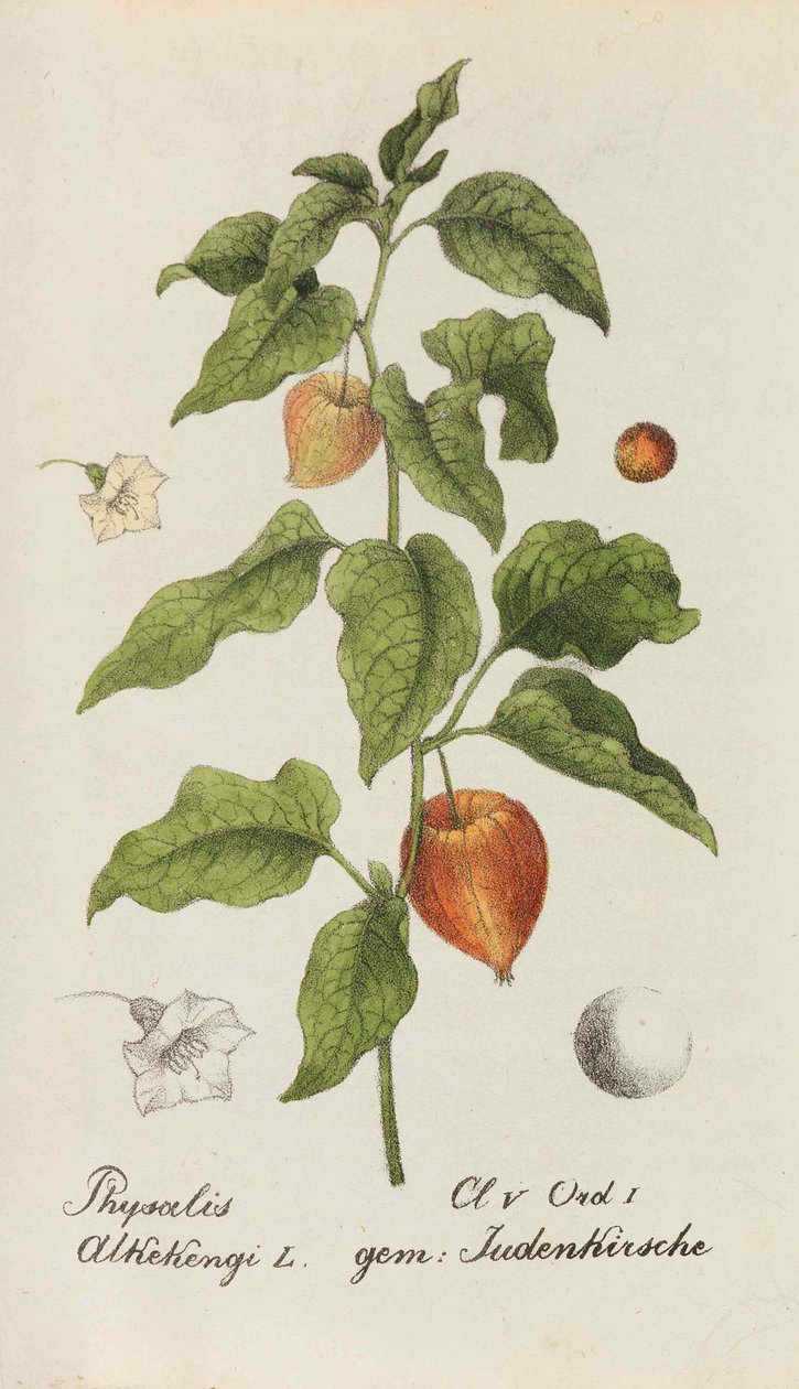 Kolekcja roślin szwajcarskich, 1825-1846. autorstwa Johannes Jacob Hegetschweiler
