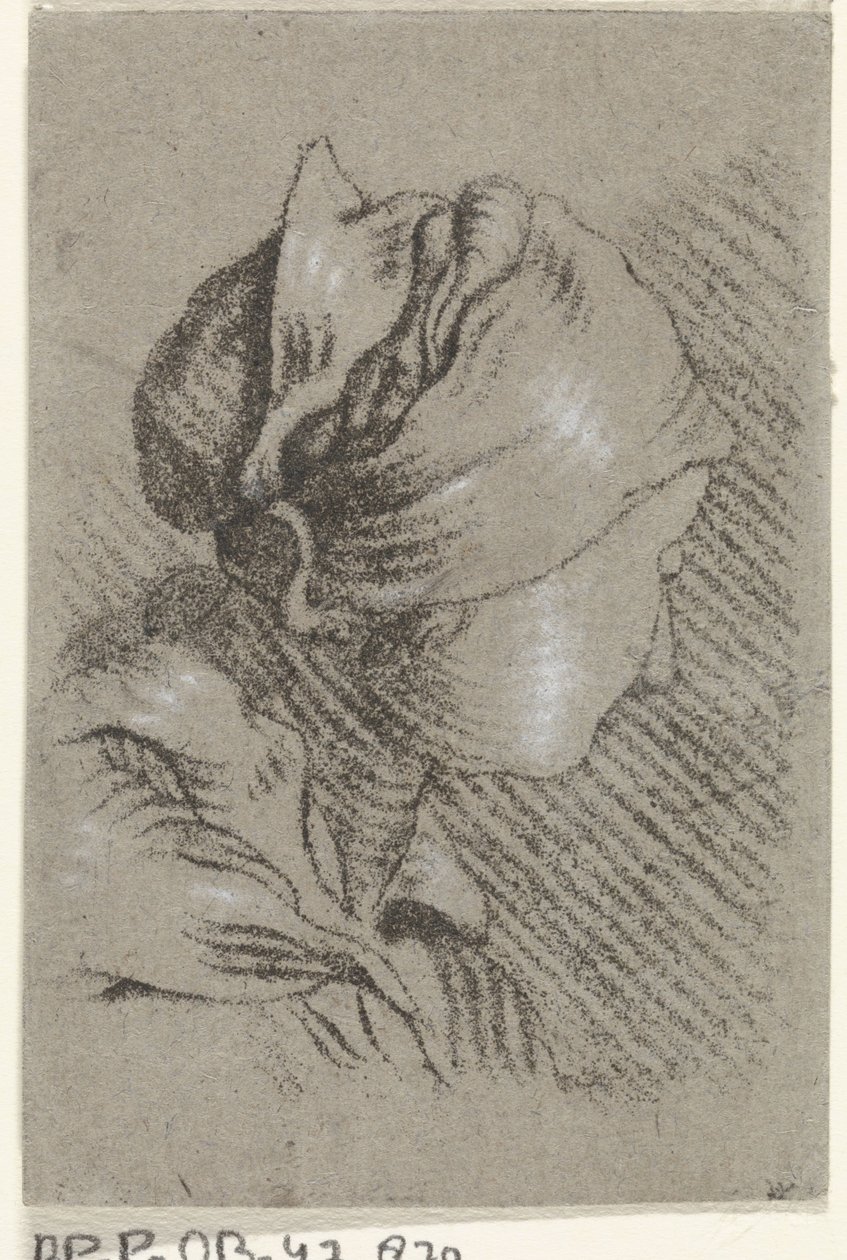 kobiecy biust autorstwa Johannes Janson (possibly)