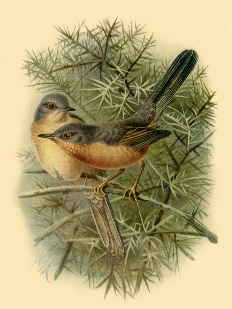 „Dartford Warblers”, 1887, 1942. autorstwa Johannes Keulemans