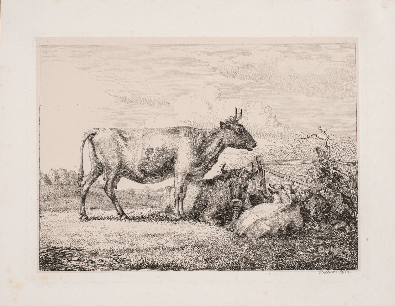 Krowy w polu autorstwa Johannes Wilhelm Zillen