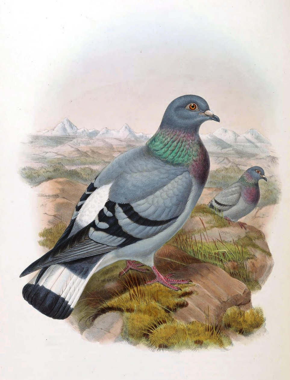 Gołąb skalny (Columba rupestris) autorstwa John Gould