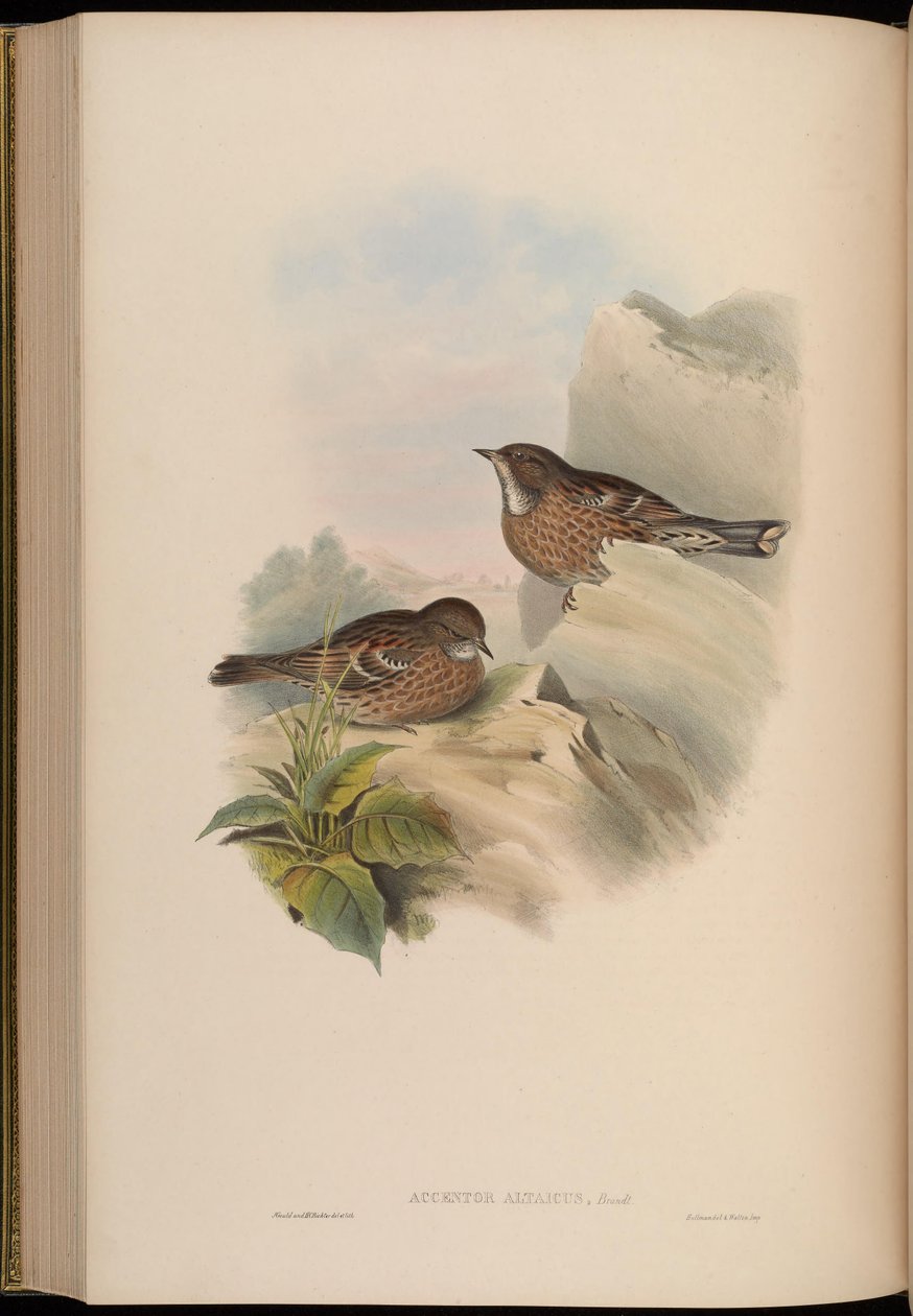 Accentor altaicus = Prunella himalajana autorstwa John Gould