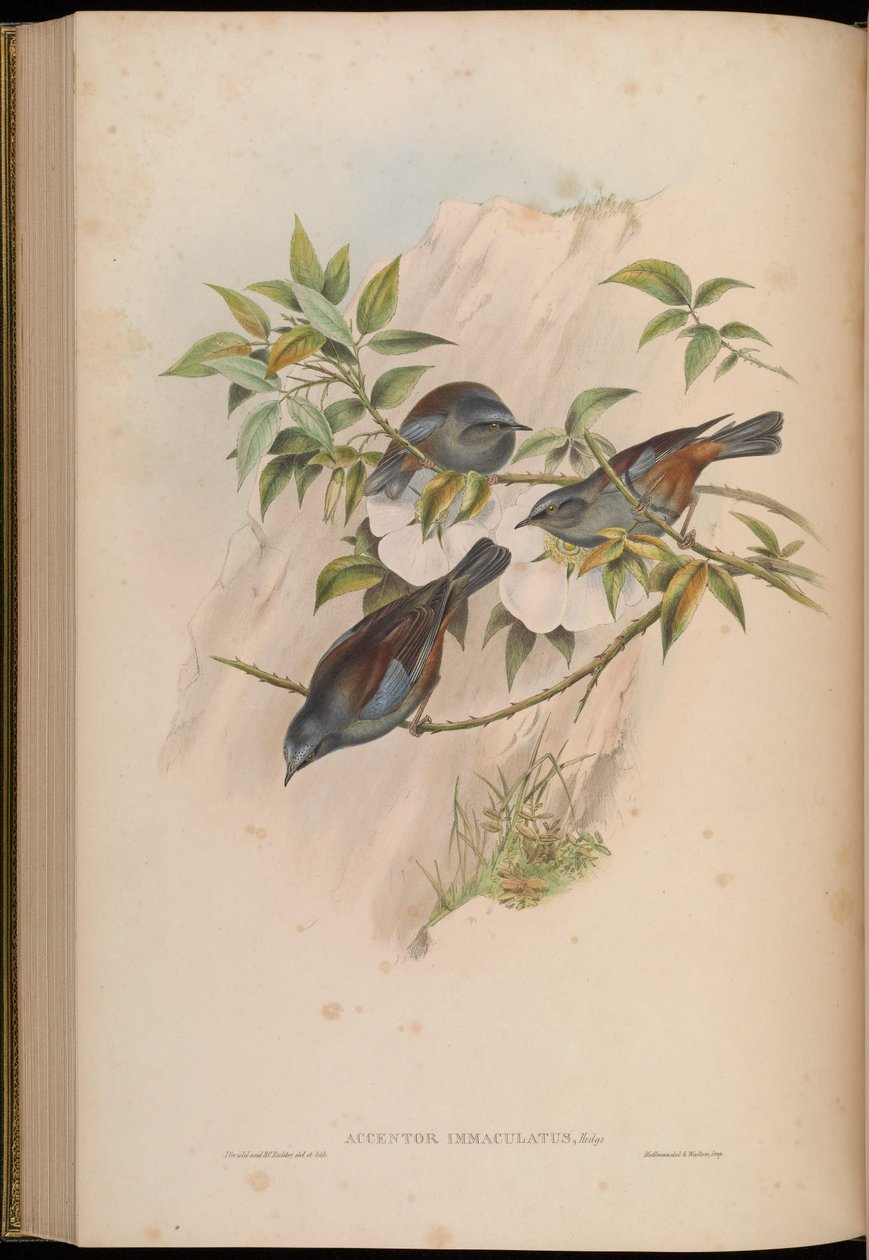 Accentor immaculatus = Prunella immaculata autorstwa John Gould