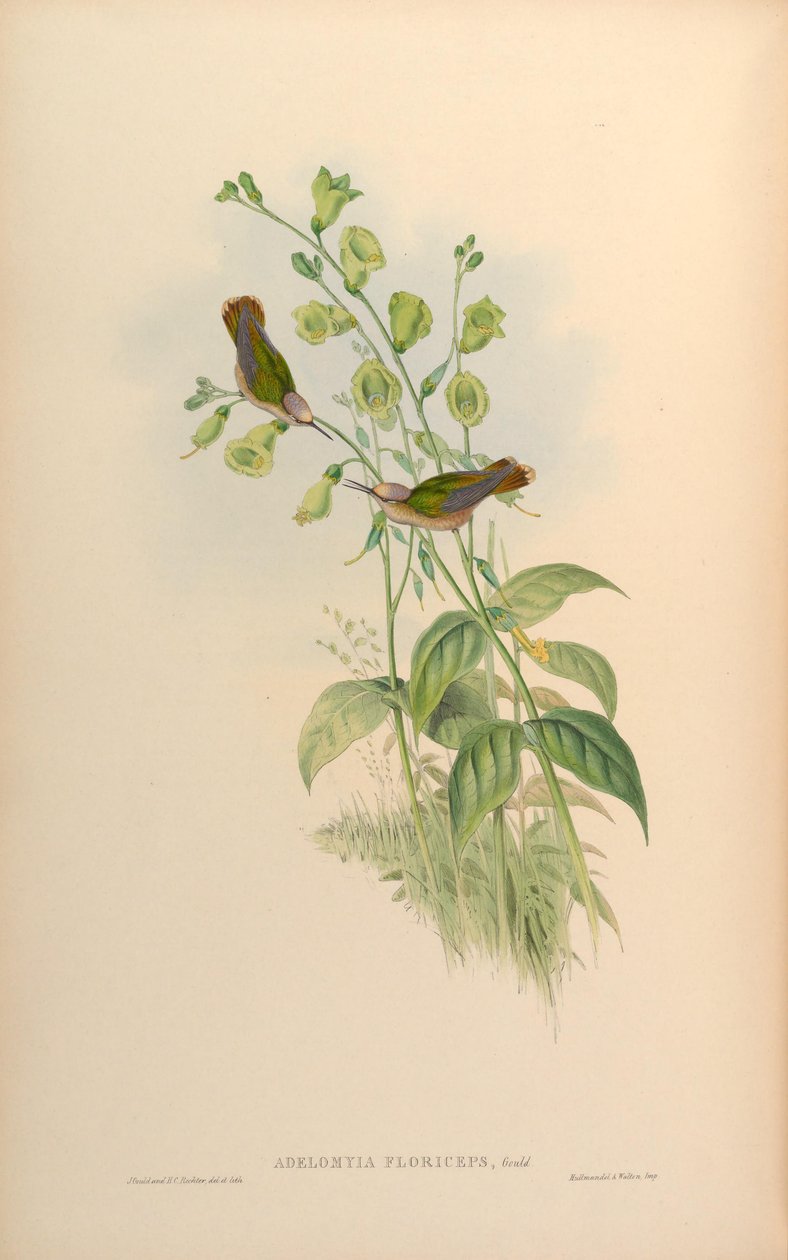 Adelomyia floriceps = Anthocephala floriceps autorstwa John Gould