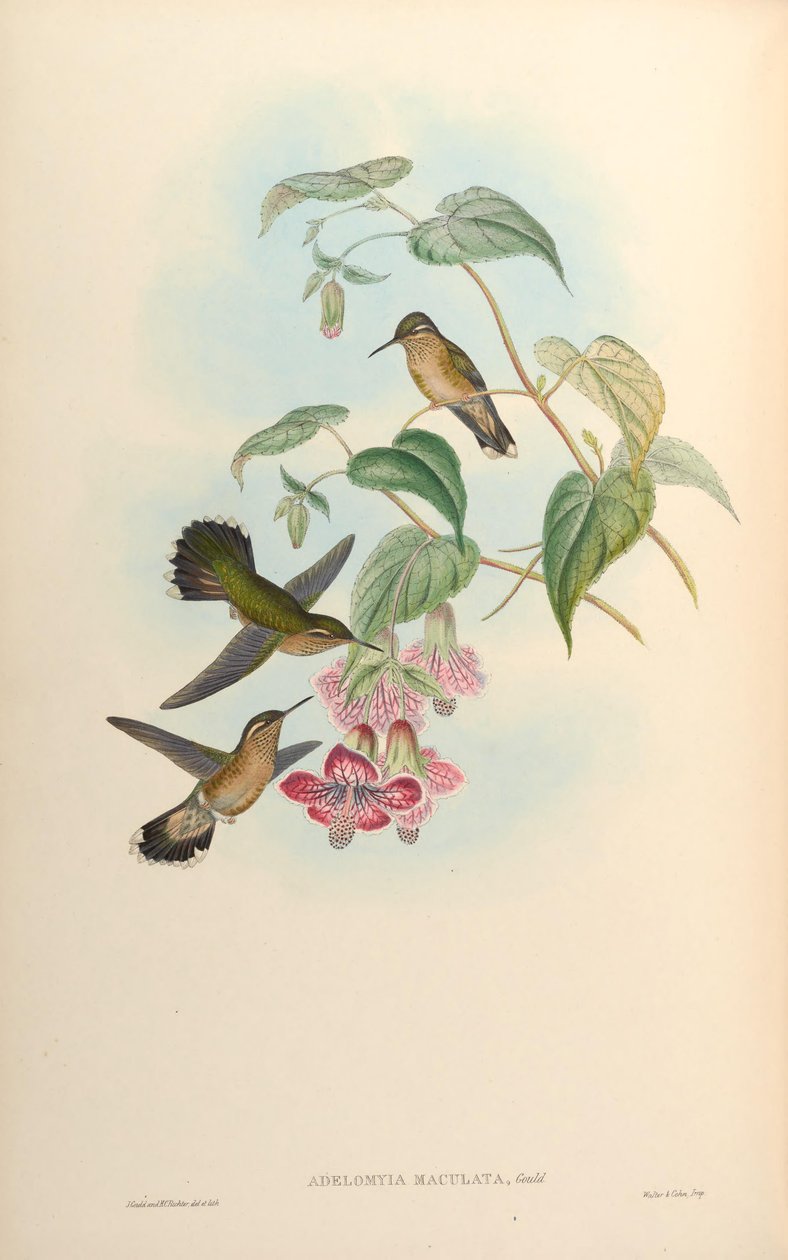 Adelomyia maculata = Adelomyia melanogenys maculata autorstwa John Gould