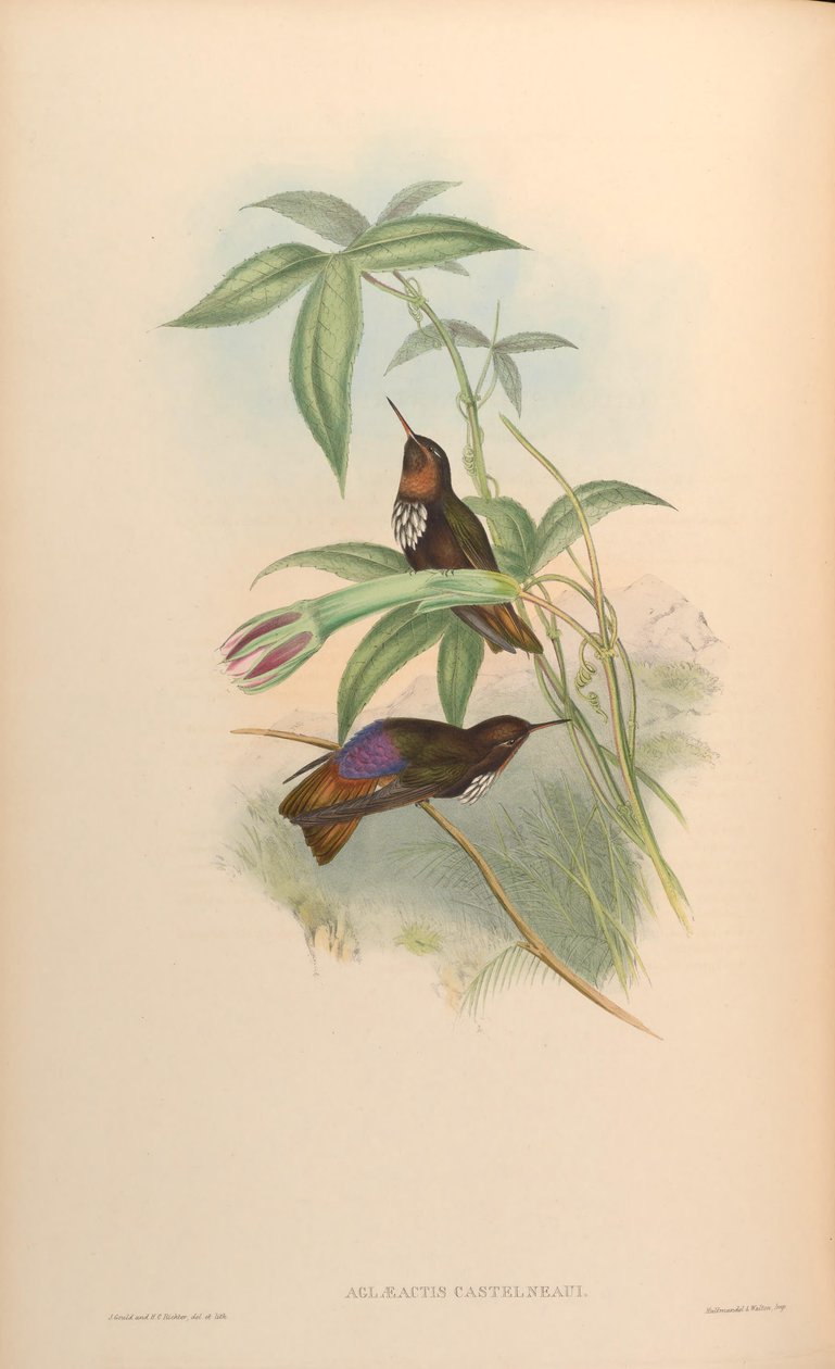 Aglaeactis castelnaui = Aglaeactis castelnaudii (jak wspomniano w samej książce) autorstwa John Gould